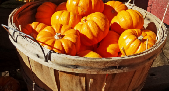 Basket of Punkins 10-14 by Don Graham from Flickr 