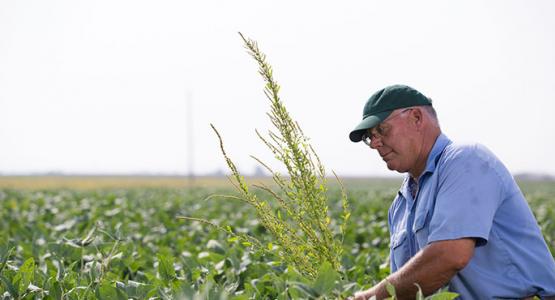 Image by United Soybean Board on Flickr Image by United Soybean Board on Flickr