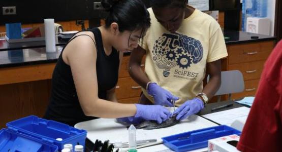 Senior Aisha Hernandez and junior Keza Niyonsenga remove key organs from a local fish specimen as part of the citizen science service program. Senior Aisha Hernandez and junior Keza Niyonsenga remove key organs from a local fish specimen as part of the citizen science service program.
