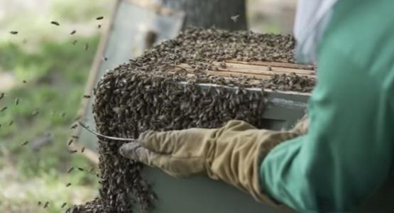 Apiculturist Valeriy Tsvetkov gently handles bees from a beehive on the campus of the Far West End church. Potomac Conference, Far West End church, Valeriy Tsvetkov, bees