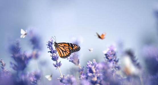 Image from iStock Image from iStock