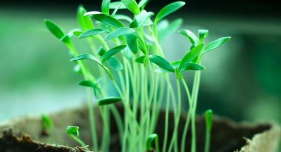 Plants - Pixabay.com, shimulnath Plants - Pixabay.com, shimulnath