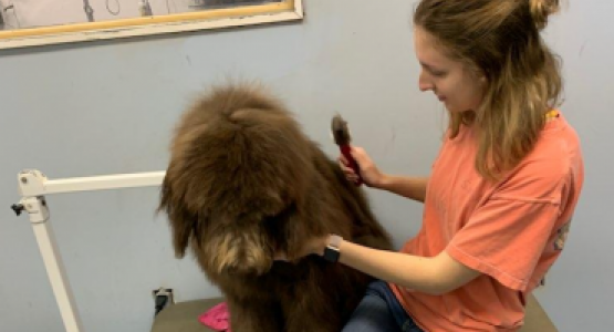 Senior and volunteer Maddie Wymer from the Highland Adventist School grooms a dog at Fancy Paws.