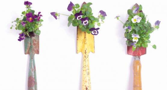 Pansy on Spade Pansy on Spade