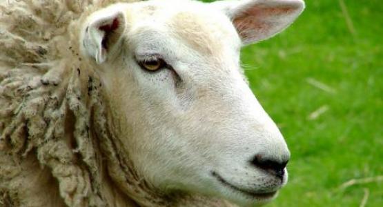 Sheep! by Jannes Pockele from Flickr Sheep! by Jannes Pockele from Flickr