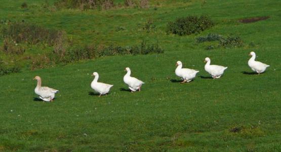 Six Geese a-Walking by Tim Green from Flickr