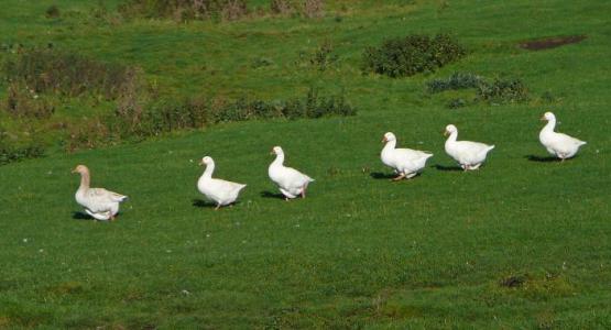 Six Geese a-Walking by Tim Green from Flickr Six Geese a-Walking by Tim Green from Flickr
