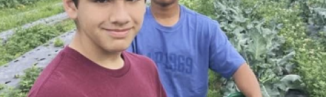 Class of 2030 Freshmen Michael Hernandez-Morales and Yahru Clarke pick broccoli at Immanuel’s Ground: The SVA Farm.