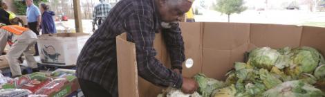 A volunteer picks out fresh produce for community members living in the Yale church area.